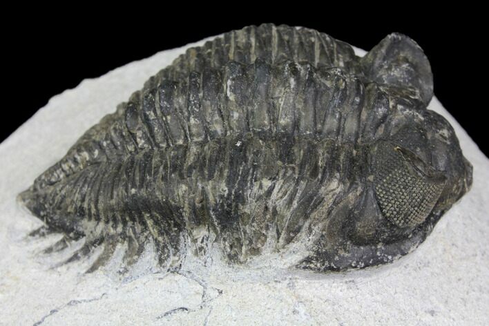 Bargain, Coltraneia Trilobite Fossil - Huge Faceted Eyes #137704
